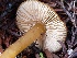  ( - HAY-F-007631)  @11 [ ] by-nc (2023) Damon Tighe Fungal Diversity Survey
