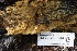  ( - HAY-F-008344)  @11 [ ] by-nc (2023) Taye Bright Fungal Diversity Survey