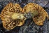  ( - HAY-F-008357)  @11 [ ] by-nc (2023) Taye Bright Fungal Diversity Survey