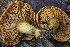  ( - HAY-F-008357)  @11 [ ] by-nc (2023) Taye Bright Fungal Diversity Survey
