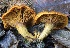  ( - HAY-F-008357)  @11 [ ] by-nc (2023) Taye Bright Fungal Diversity Survey