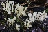  ( - HAY-F-008354)  @11 [ ] by-nc (2023) Taye Bright Fungal Diversity Survey
