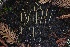  ( - HAY-F-008352)  @11 [ ] by-nc (2023) Taye Bright Fungal Diversity Survey