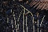  ( - HAY-F-008352)  @11 [ ] by-nc (2023) Taye Bright Fungal Diversity Survey