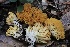  (Ramaria sandaracina - HAY-F-008349)  @11 [ ] by-nc (2023) Taye Bright Fungal Diversity Survey