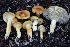  ( - HAY-F-008348)  @11 [ ] by-nc (2023) Taye Bright Fungal Diversity Survey