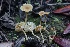  ( - HAY-F-008347)  @11 [ ] by-nc (2023) Taye Bright Fungal Diversity Survey