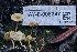  ( - HAY-F-008347)  @11 [ ] by-nc (2023) Taye Bright Fungal Diversity Survey