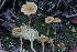  ( - HAY-F-008347)  @11 [ ] by-nc (2023) Taye Bright Fungal Diversity Survey
