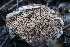  ( - HAY-F-008358)  @11 [ ] by-nc (2023) Taye Bright Fungal Diversity Survey