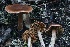  (Cortinarius sp. Harrower75 - HAY-F-008360)  @11 [ ] by-nc (2023) Taye Bright Fungal Diversity Survey
