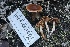  ( - HAY-F-008360)  @11 [ ] by-nc (2023) Taye Bright Fungal Diversity Survey