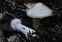  ( - HAY-F-008361)  @11 [ ] by-nc (2023) Taye Bright Fungal Diversity Survey
