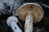  (Cortinarius sp. comarostaphylidis/leucophanes - HAY-F-008361)  @11 [ ] by-nc (2023) Taye Bright Fungal Diversity Survey