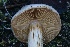  ( - HAY-F-008361)  @11 [ ] by-nc (2023) Taye Bright Fungal Diversity Survey