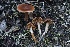  ( - HAY-F-008360)  @11 [ ] by-nc (2023) Taye Bright Fungal Diversity Survey