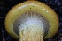  ( - HAY-F-008348)  @11 [ ] by-nc (2023) Taye Bright Fungal Diversity Survey