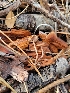  (Gymnopus sp. CA05 - HAY-F-007948)  @11 [ ] by-nc (2023) Harte Singer Fungal Diversity Survey