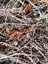  ( - HAY-F-007948)  @11 [ ] by-nc (2023) Harte Singer Fungal Diversity Survey