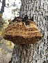  (Inocutis dryophila - HAY-F-002350)  @11 [ ] by-nc (2023) Dean Lyons Fungal Diversity Survey