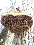  ( - HAY-F-002350)  @11 [ ] by-nc (2023) Dean Lyons Fungal Diversity Survey