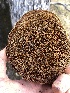  ( - HAY-F-002350)  @11 [ ] by-nc (2023) Dean Lyons Fungal Diversity Survey