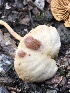  ( - HAY-F-002330)  @11 [ ] by-nc (2023) Dean Lyons Fungal Diversity Survey