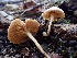  (Tubaria sp. abramsii-PNW01 - HAY-F-002330)  @11 [ ] by-nc (2023) Dean Lyons Fungal Diversity Survey