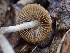  (Psathyrella sp. nitens-PNW06 - HAY-F-002344)  @11 [ ] by-nc (2023) Dean Lyons Fungal Diversity Survey