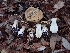 (Phlegmacium sp. CA03 - HAY-F-008307)  @11 [ ] by-nc (2023) Sadie Hickey Fungal Diversity Survey