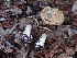  ( - HAY-F-008307)  @11 [ ] by-nc (2023) Sadie Hickey Fungal Diversity Survey