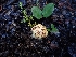  ( - HAY-F-008309)  @11 [ ] by-nc (2023) Sadie Hickey Fungal Diversity Survey