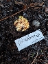  ( - HAY-F-008309)  @11 [ ] by-nc (2023) Sadie Hickey Fungal Diversity Survey