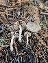  (Inocybe sp. CA52 - HAY-F-006755)  @11 [ ] by (2023) Mandy Hackney Fungal Diversity Survey
