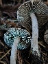 ( - HAY-F-006755)  @11 [ ] by (2023) Mandy Hackney Fungal Diversity Survey