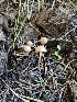  ( - HAY-F-006760)  @11 [ ] by (2023) Mandy Hackney Fungal Diversity Survey