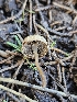  ( - HAY-F-006760)  @11 [ ] by (2023) Mandy Hackney Fungal Diversity Survey