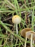  ( - HAY-F-006764)  @11 [ ] by (2023) Mandy Hackney Fungal Diversity Survey