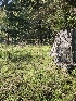  ( - HAY-F-006764)  @11 [ ] by (2023) Mandy Hackney Fungal Diversity Survey