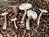  ( - HAY-F-007649)  @11 [ ] by-nc (2023) Damon Tighe Fungal Diversity Survey