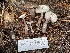  ( - HAY-F-007649)  @11 [ ] by-nc (2023) Damon Tighe Fungal Diversity Survey