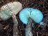  ( - HAY-F-007649)  @11 [ ] by-nc (2023) Damon Tighe Fungal Diversity Survey