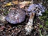  ( - HAY-F-007646)  @11 [ ] by-nc (2023) Damon Tighe Fungal Diversity Survey