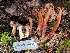 ( - HAY-F-007644)  @11 [ ] by-nc (2023) Damon Tighe Fungal Diversity Survey