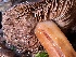  ( - HAY-F-007644)  @11 [ ] by-nc (2023) Damon Tighe Fungal Diversity Survey