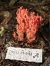  ( - HAY-F-007642)  @11 [ ] by-nc (2023) Damon Tighe Fungal Diversity Survey
