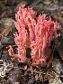  ( - HAY-F-007642)  @11 [ ] by-nc (2023) Damon Tighe Fungal Diversity Survey