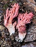  ( - HAY-F-007642)  @11 [ ] by-nc (2023) Damon Tighe Fungal Diversity Survey