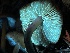  ( - HAY-F-007641)  @11 [ ] by-nc (2023) Damon Tighe Fungal Diversity Survey