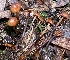  ( - HAY-F-007641)  @11 [ ] by-nc (2023) Damon Tighe Fungal Diversity Survey